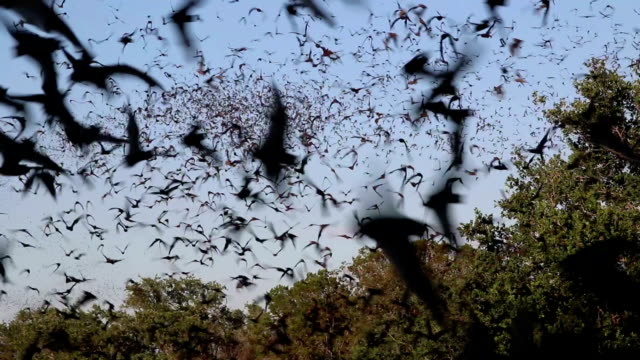 Owls hunt in clouds flying Mexican free-tailed bats Texas