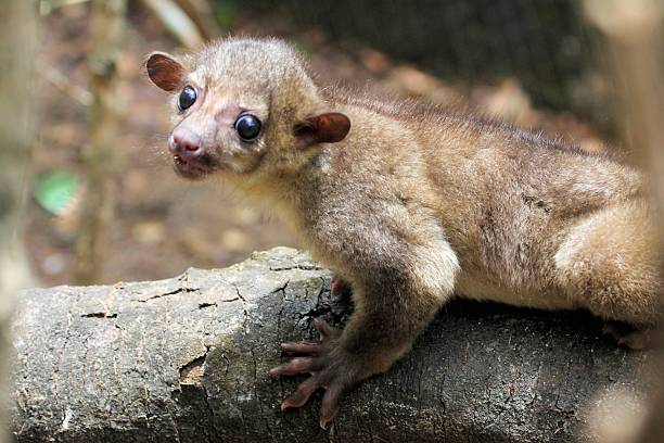 istock Kinkajou at the Zoo (potos flavus) 528532771