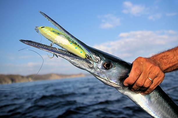 istock Hand of a man holding a needlefish caught with lures 528532785