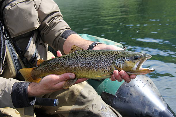 mãos segurando a truta marisca (salmo trutta) - fly fishing trout brown trout fishing imagens e fotografias de stock
