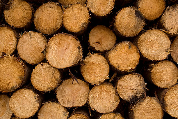 pine logpile - logpile foto e immagini stock