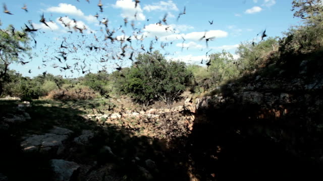 Mexican free-tailed bats flying outside cave Texas