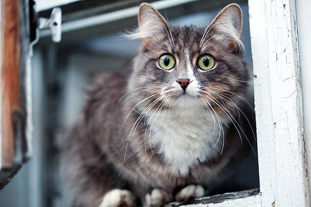 istock gray cat sitting in the window 528533787