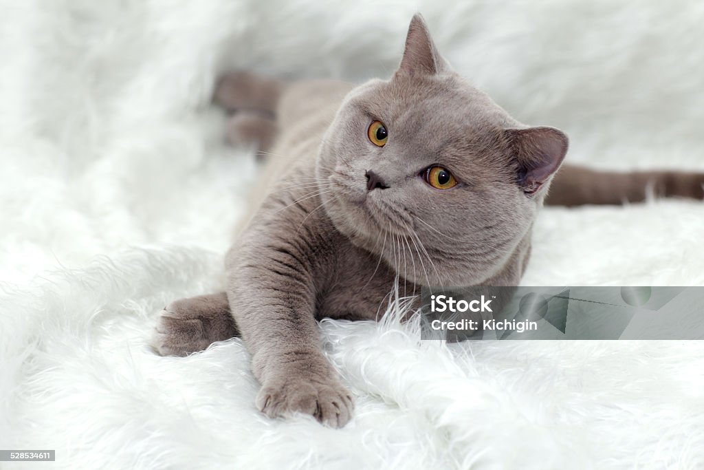 gray British cat on a white background Feline Stock Photo