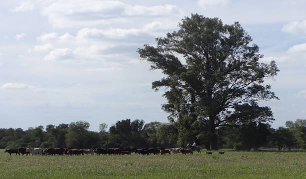 istock countryman moving cattle on the farm 528551702