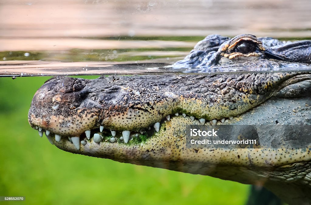 Amphibien préhistorique Crocodile - Photo de Crocodile libre de droits