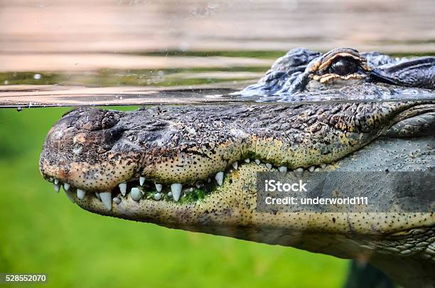 Photo libre de droit de Amphibien Préhistorique Crocodile banque d'images et plus d'images libres de droit de Crocodile - Crocodile, Fleuve Nil, Afrique