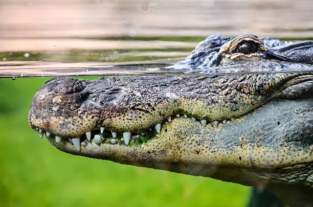 Photo of Amphibian Prehistoric Crocodile