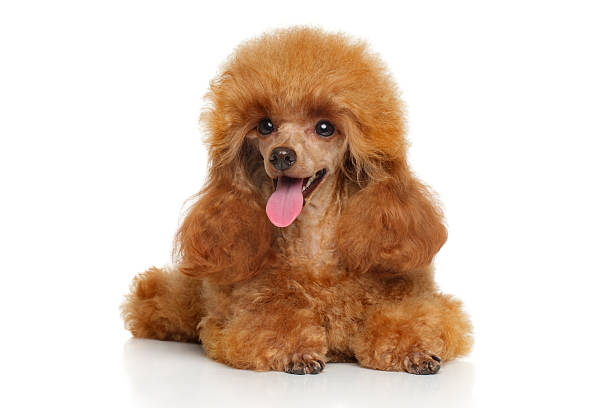istock Toy poodle puppy lying 528552078