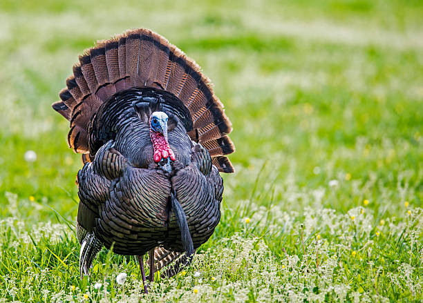istock Wild Turkey in green grass and tail displayed facing camera. 528552234