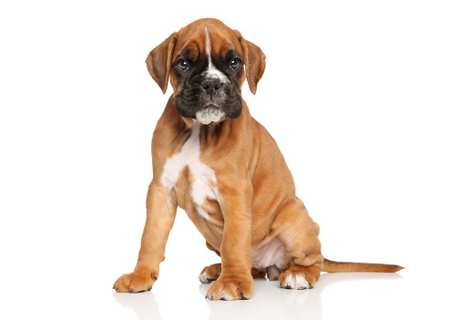 German boxer puppy. Portrait on a white background