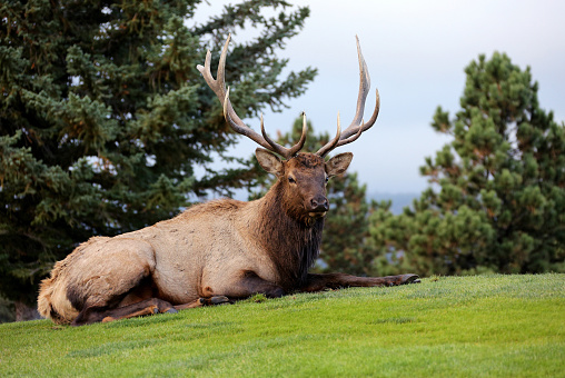 A bull elk lounges on the greens of the Estes Park Golf Course.