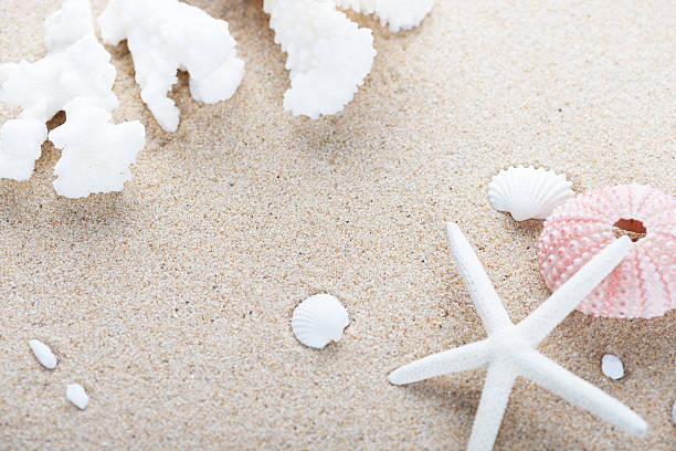 istock Beach and Sea life 528553594