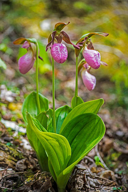 istock Four Pink Lady-Slippers blooming together. 528554816