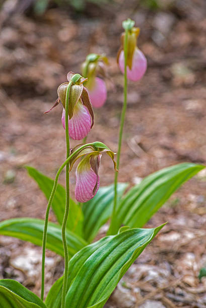 istock Four pink Lady Slippers blooming in a row. 528554914