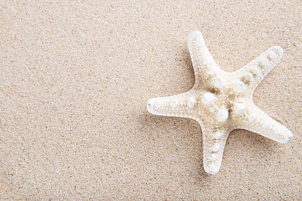 istock Beach and Sea life 528554988