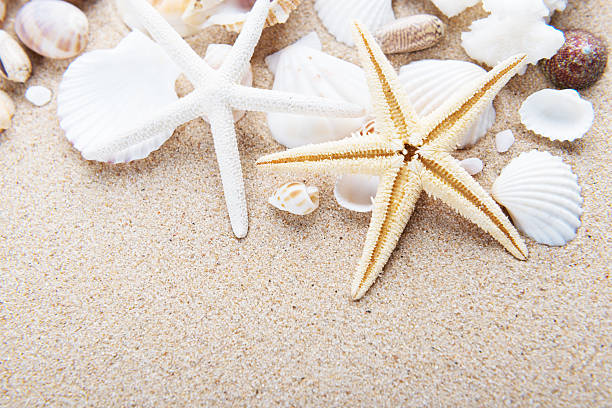 istock Beach and Sea life 528555396