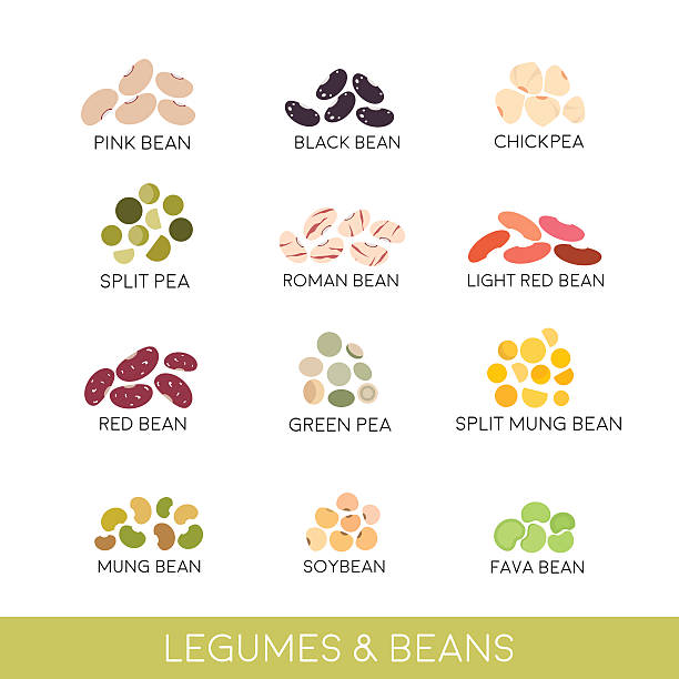 Beans and legumes Set. Vector illustration isolated on white Beans and legumes Set. Vector illustration isolated on white legume stock illustrations