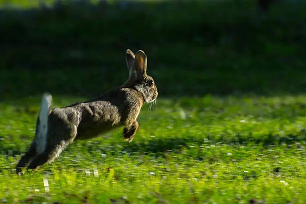 Bunny hops away