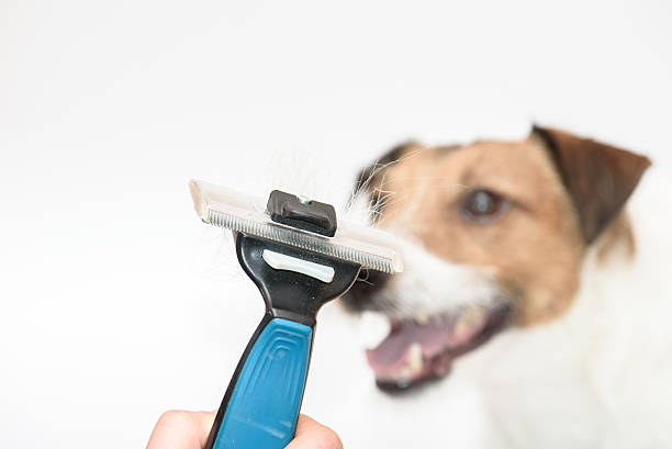 istock Brush for dog grooming with fur isolated on white 528556716