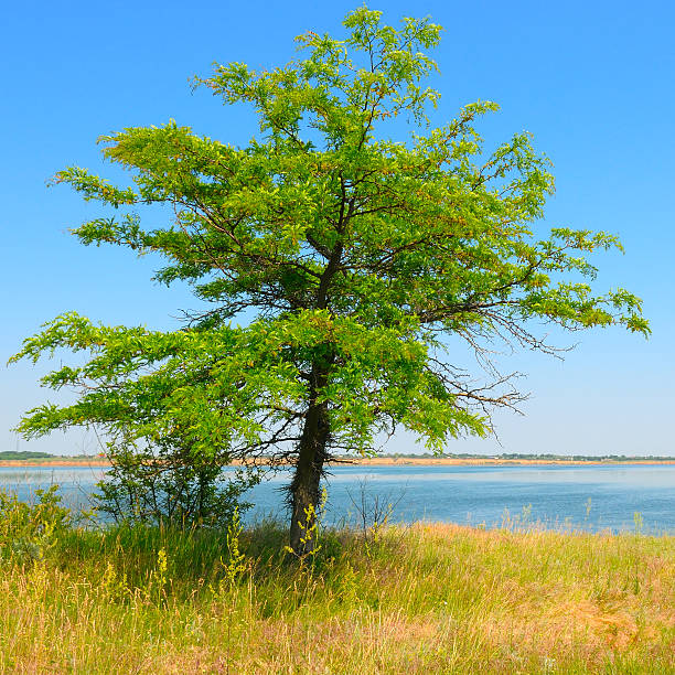 istock lonely tree on shore of Gulf 528557084