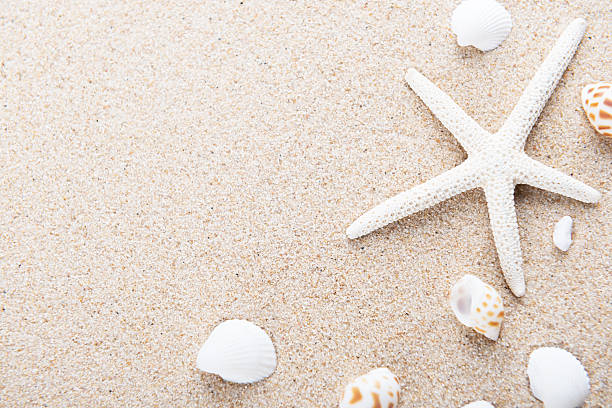 istock Beach and Sea life 528557182