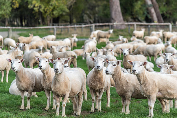 ovelhas - lamb softness fur wool - fotografias e filmes do acervo
