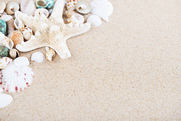 istock Beach and Sea life 528557418