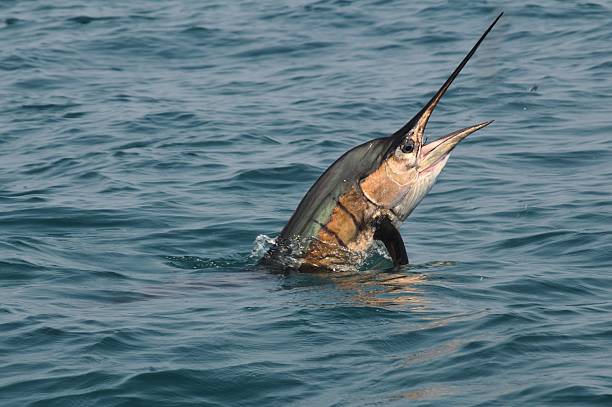 istock Sailfish jumping off Costa-Rica coast, in Samara area. 528558677
