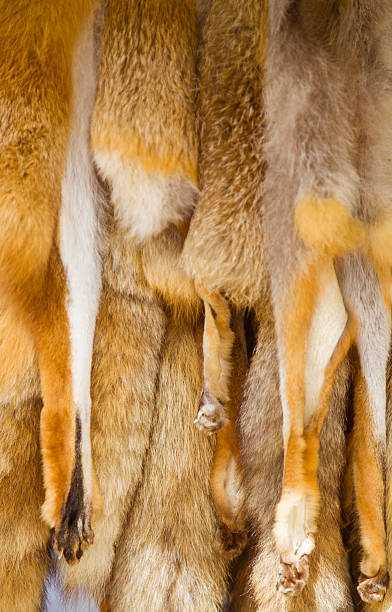 hunted hanging fox skins hunted hanging fox skins flayed  flayed stock pictures, royalty-free photos & images