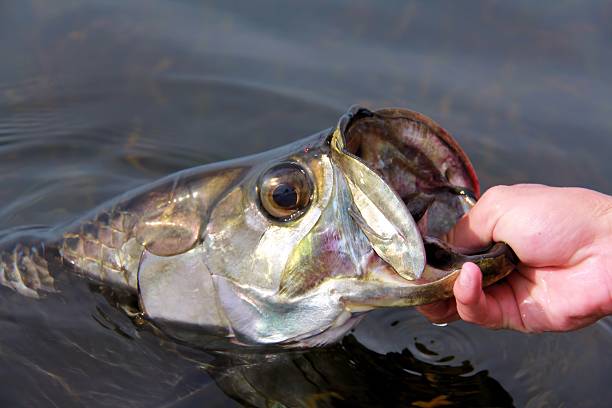 istock Hand of man holding tarpon (Megalops atlanticus) 528558799