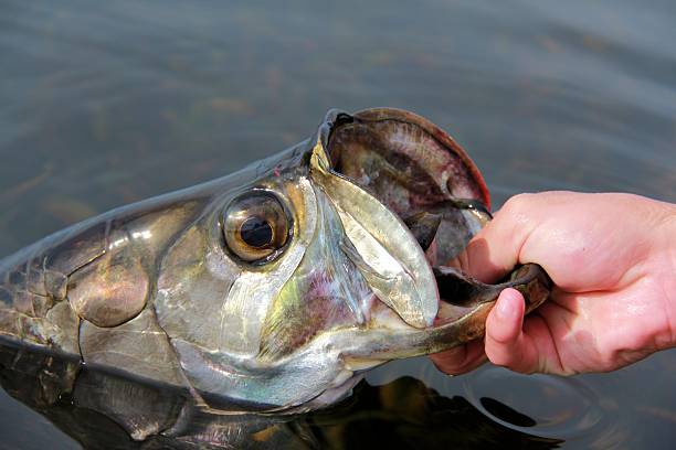 Hand of man holding tarpon (Megalops atlanticus)
