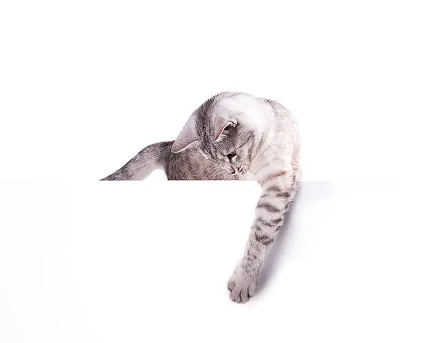 cat blank poster isolated on white background