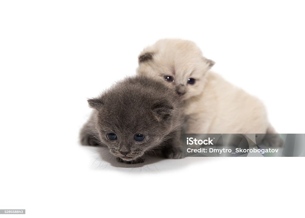 gray and white two little kitten gray and white two little kitten Isolated on white background Animal Stock Photo