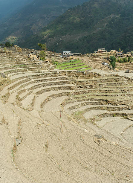 arroz terrace no nepal - nepal landscape hiking rice imagens e fotografias de stock