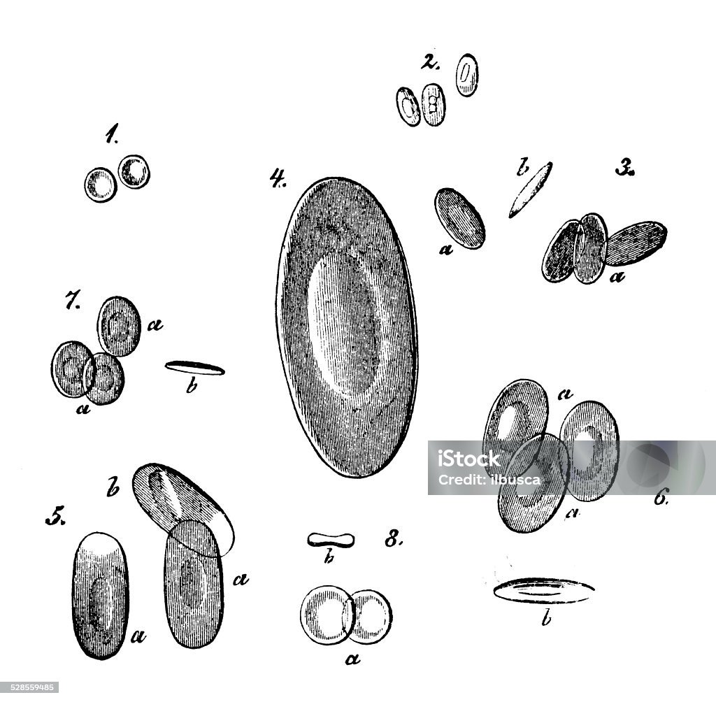 Antique Medical Scientific Illustration Highresolution Different Animals Red Blood Cells Stock Illustration - Download Image Now - iStock Antique Medical Scientific Illustration Highresolution Different Animals Red Blood Cells Stock Illustration - Download Image Now - iStock