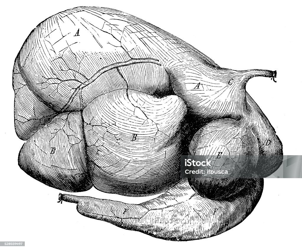 Antique medical scientific illustration high-resolution: Cattle Herbivore stomach Cow stock illustration