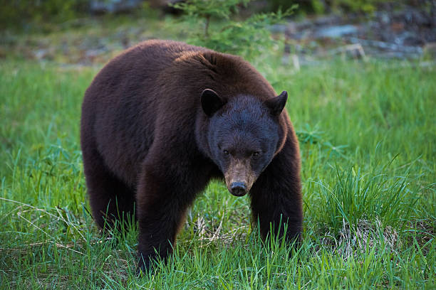 istock Close up of a wild Black Bear 528560456