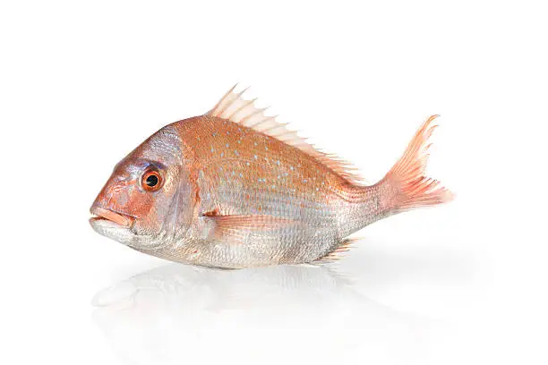 Photo of red snapper