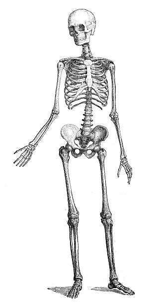 ilustraciones, imágenes clip art, dibujos animados e iconos de stock de anticuario científica médica ilustración de alta resolución: skeleton - pencil drawing drawing anatomy human bone