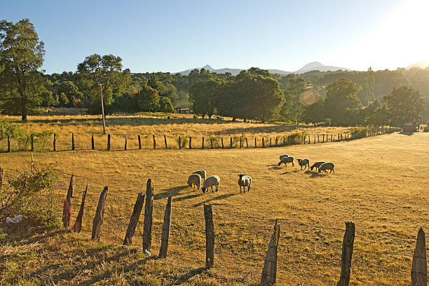 Sheep grazing in Chile Sheep grazing in the fields of southern Chile (AraucanÃa Andean) bull pine stock pictures, royalty-free photos & images