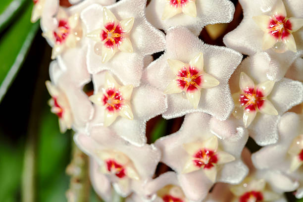 istock hoya carnosa. potted plant close up 528561982
