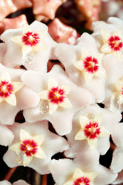 hoya carnosa. potted plant close up stock photo