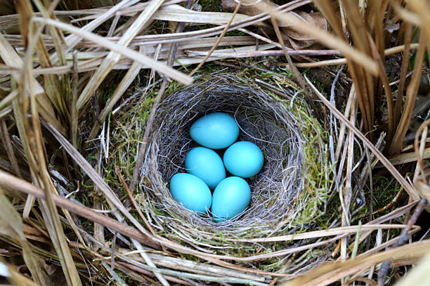 «bird "s nest - birds nest animal nest animal egg blue photos et images de collection