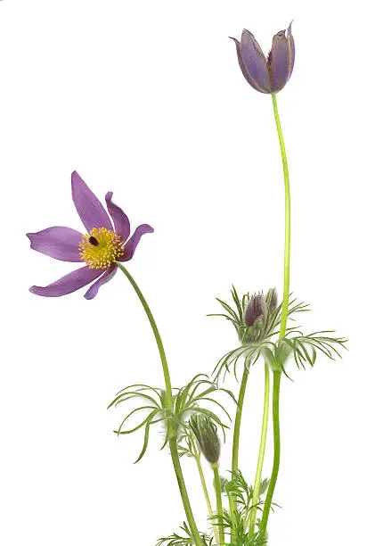 Digital photo of a blooming pasque flower, Pulsatilla vulgaris isolated on white background. This flower belongs to the Ranunculaceae family. 