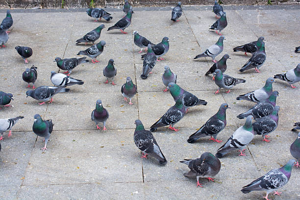 istock Pigeons in street 528563484