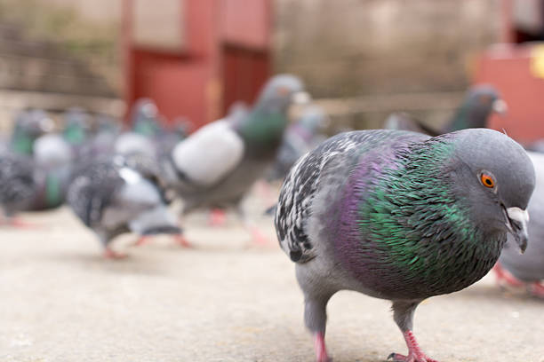 istock Pigeons in the street 528563626