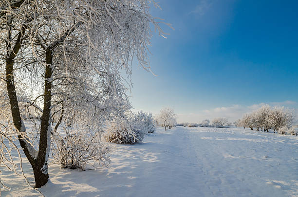 istock trees covered with hoarfrost against the blue sky 528563885