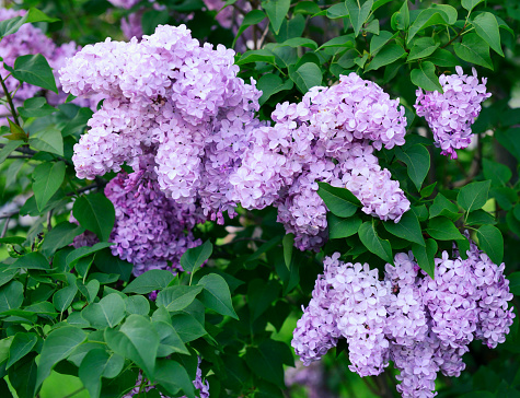 Lilac in blossom