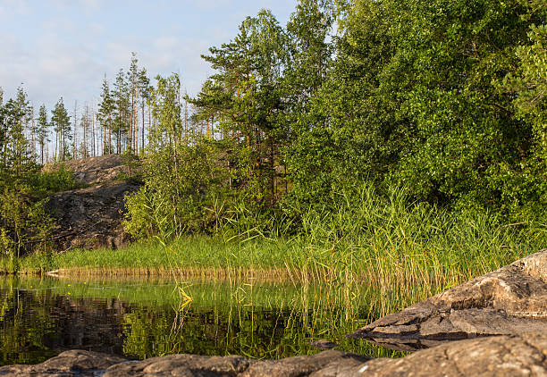 istock shore of forest lake 528564400